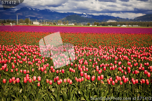 Image of Colorful tulips