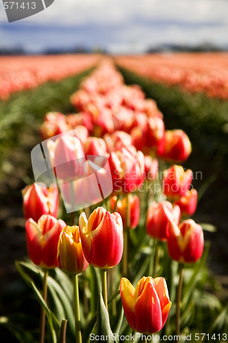 Image of Orange tulips