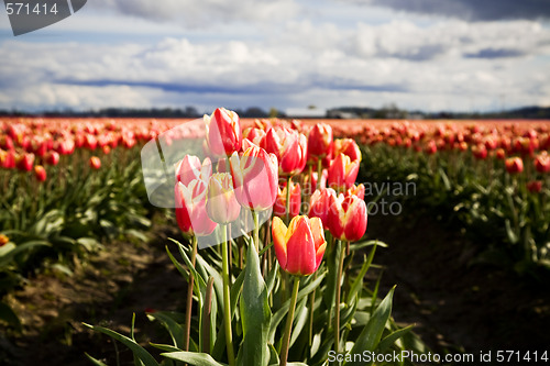 Image of Orange tulips