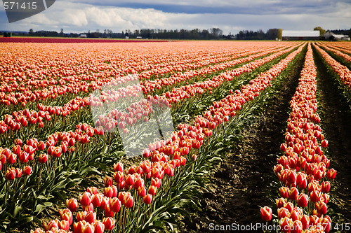 Image of Orange tulips