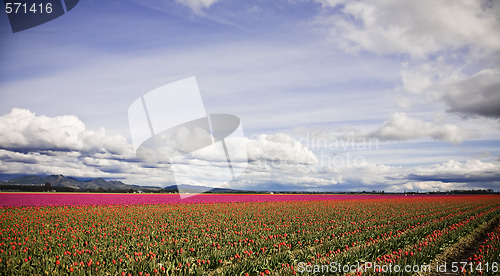 Image of Red tulips