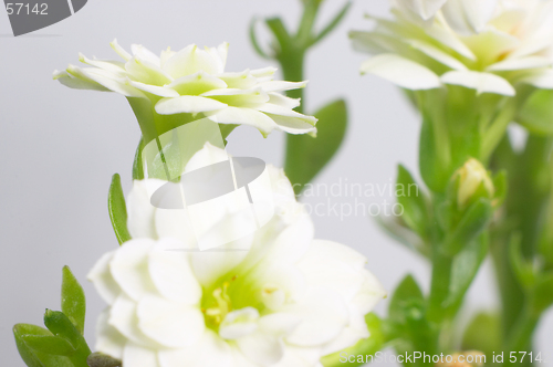 Image of White double-flowering kalanchoe
