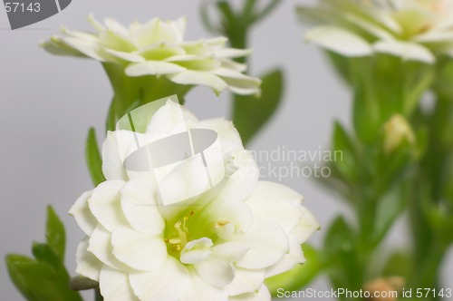 Image of White double-flowering kalanchoe