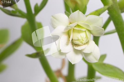 Image of White double-flowering kalanchoe