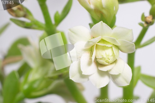 Image of White double-flowering kalanchoe