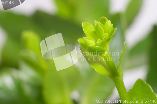 Image of Buds of kalanchoe
