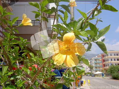 Image of Yellow flower