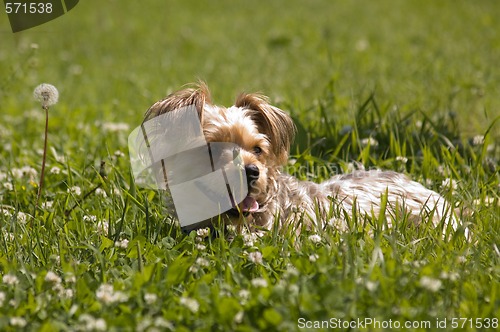 Image of Dog in grass