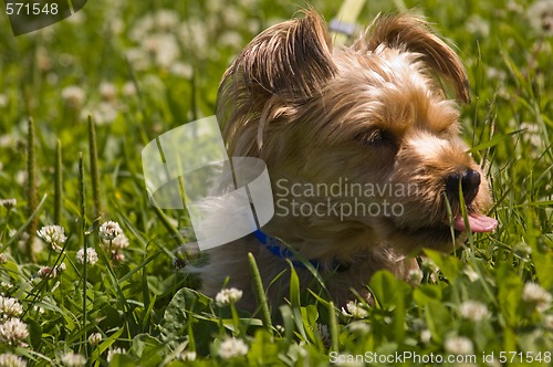 Image of Dog in grass