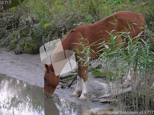 Image of Drinking horse