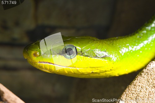 Image of Red Tailed Racer