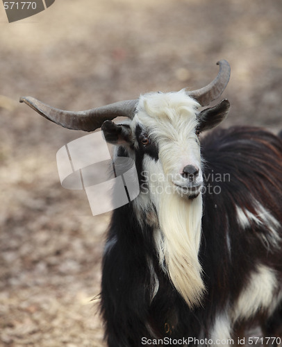 Image of Goat