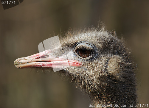 Image of Dirty ostrich portrait