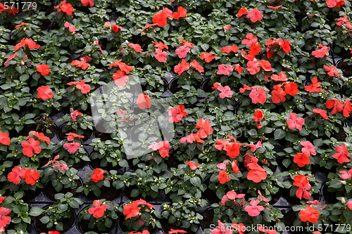 Image of Floral background