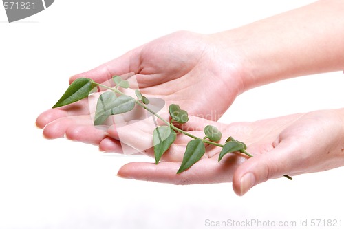 Image of Green Branch In Palm