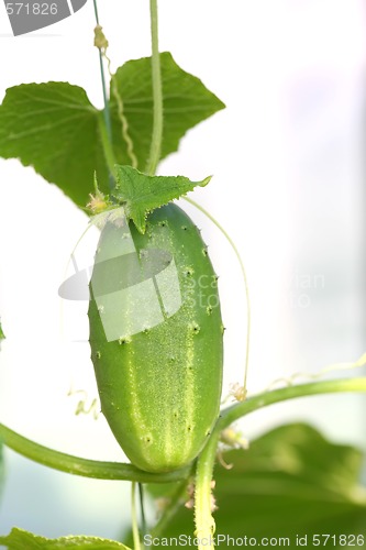 Image of Vegetables, Fresh Cucumber on Branch