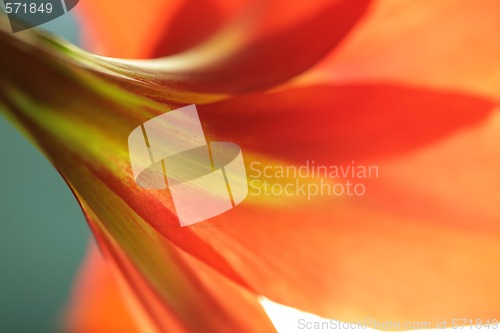 Image of red lily from back side
