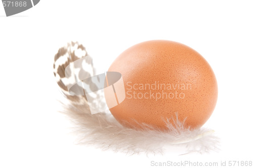 Image of Egg, Feather