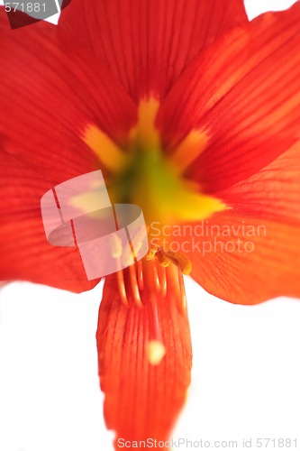 Image of red lily