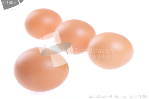 Image of Egg, Bird