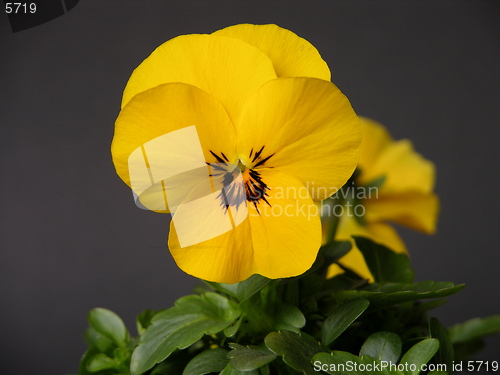Image of Violet
