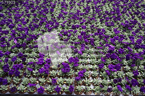 Image of Purple flowers