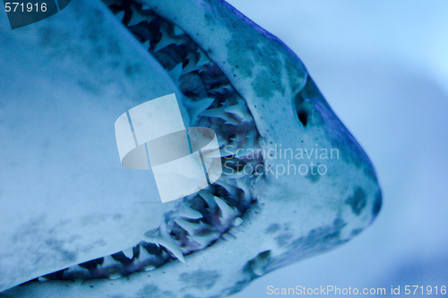 Image of Shark