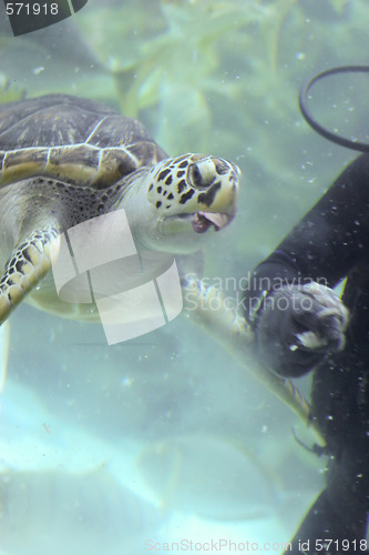 Image of Giant turtle