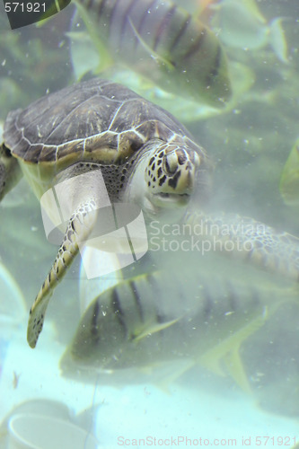 Image of Turtle