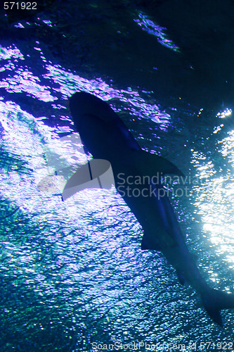 Image of Shark