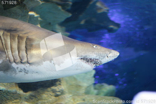 Image of Shark