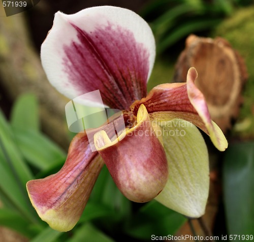 Image of Paphiopedilum Orchid