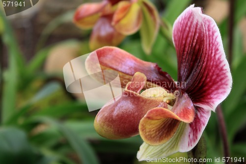 Image of Paphiopedilum Orchid