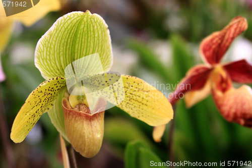 Image of Paphiopedilum Orchid