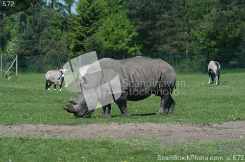 Image of Eating Rhino with Friends