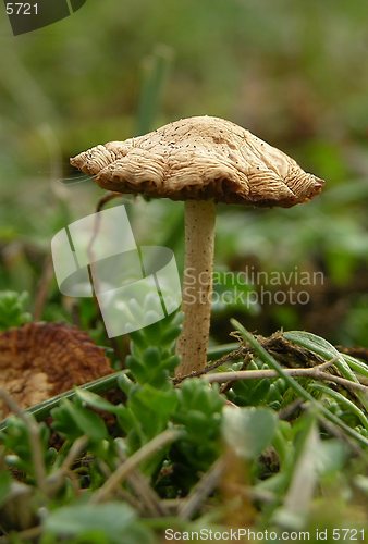 Image of Mushroom