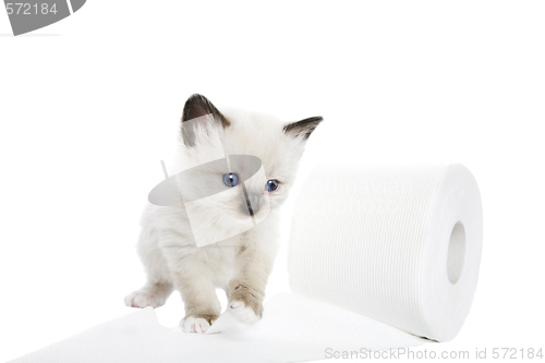Image of Kitten Soft