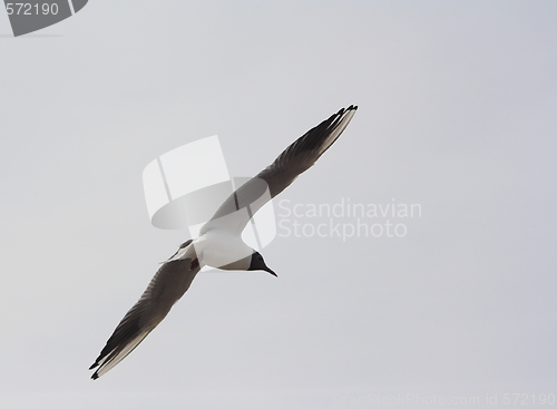 Image of seagull