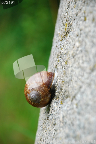 Image of snail