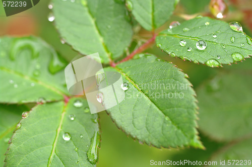 Image of water drops on leaves