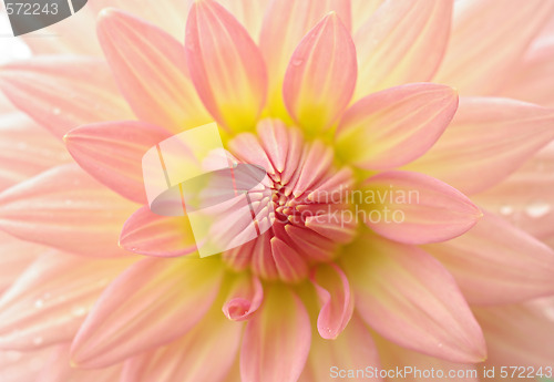Image of perfect dahlia flower