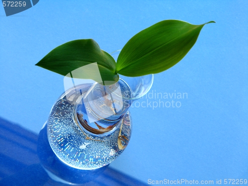 Image of lily of the valley - leaves over blue background