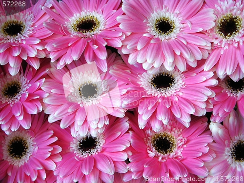 Image of Pink Gerber flowers - background