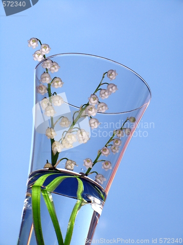 Image of lily of the valley over blue background