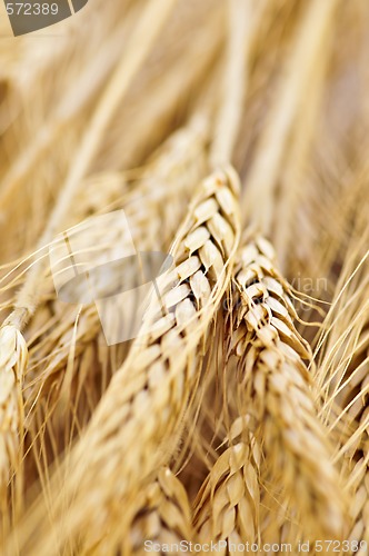 Image of Wheat ears