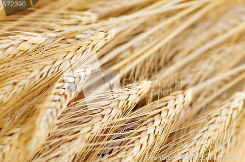 Image of Wheat ears