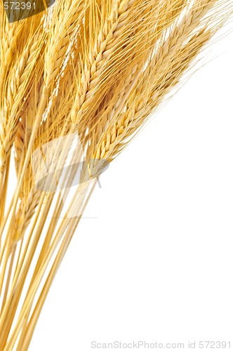 Image of Isolated wheat ears