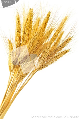 Image of Isolated wheat ears