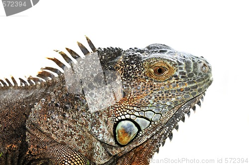 Image of Green Iguana