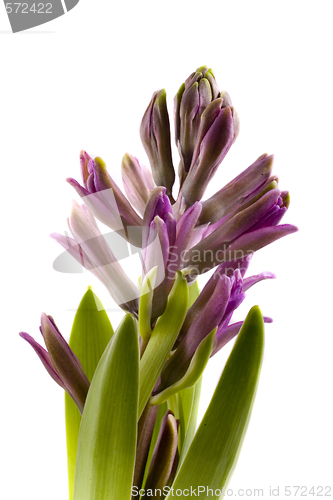 Image of hyaciunth